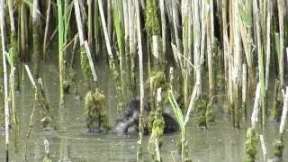 Little Grebe & Chick - Wicken Fen