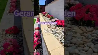 Geraniums garden from Mar. - Sep. 2025