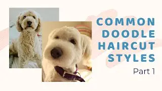 Common Doodle Haircuts Part 1 - Styles for Goldendoodles, Labradoodles, Aussiedoodles & Bernedoodles