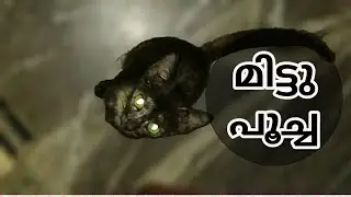 thangu poocha | mittu  poocha video |  cat video