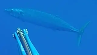 Spearfishing Wahoo MAHI and Kingfish over last 12 months around Perth FADs