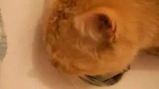 dans un lavabo .....chat mouille !