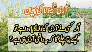 How to recognize AARI Canola and UAF-11||Crop Informer