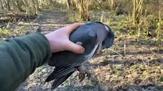Chasse au Pigeon Ramier !   Beaucoup oiseaux !💥