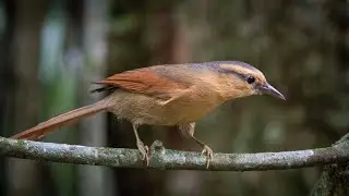 Limpa Folha de Testa Baia (Philydor rufum)