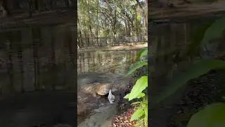 Croc snaps up a chicken #crocodile #croc #animals
