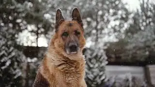 ❄️ Winter Wonderland: 4-Hour Dog TV 🐶 Calming Snowy Day With Happy Dogs & Meditation Music 🎵