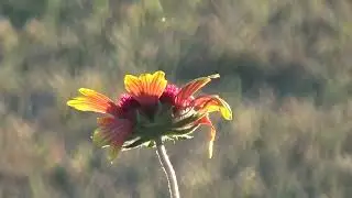 Gaillardia by the Barn in September