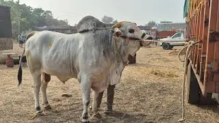 నాదెండ్లకు వచ్చిన RK Bulls Juniors   |  నాదెండ్ల ఒంగోలు ఎద్దుల పందెం