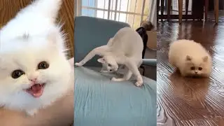 Best funny kittens Compilation from 2022