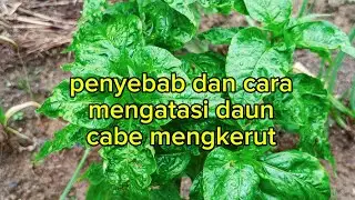 Penyebab dan cara mengatasi daun cabe mengkerut