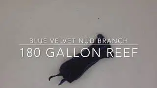 Blue Velvet Nudibranch