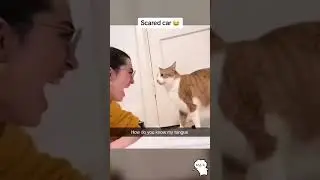 When a clingy cat attacks #cat #catvideos #funnyvideo #funnycat