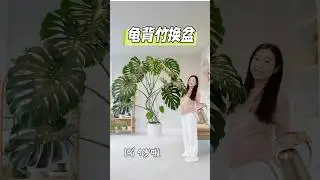 4岁龟背竹换盆 $10龟背竹养成两米的大宝宝Giant Monstera Repotting/Traderjoe&rsquo;s Monstera from baby size to giant plant