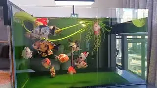 Let's swim with colorful GOLDFISH (lazy Saturday)