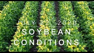 Crop Condition Update, Soybean, July 22, 2020, Iowa