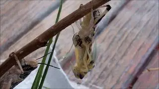 Desert Locust (Schistocerca gregaria) molt timelapse - 8x speed