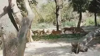 Bir Talab Bathinda//Mini Zoo Bathinda//Deer safari #deer #zoo #bathinda #animals #shorts