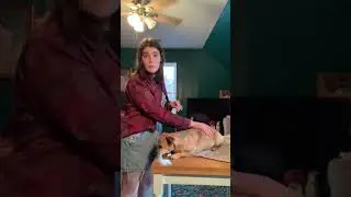 How to pet a dog