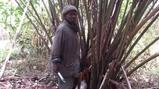 Esther Lamnyam: Success Strategies by Imitating Nature, Village Road Trip - Palm wine Tapping