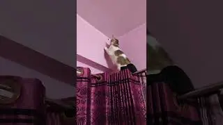 Cat Hunting Cockroach!  #shorts #youtube #mybloopers