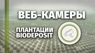 Веб-камеры на плантациях BioDeposit
