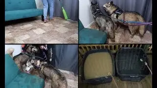 WHAT HAPPENS WHEN WE TAKE 4 MUDDY HUSKIES FOR A WALK! | LIFE WITH 4 HUSKIES | VLOG!