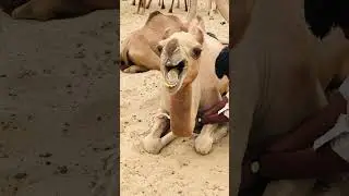 Camel sounds Video #shorts  #shortsviral  #shortsfeed  #shortsvideo  #shortvideo #short #camel