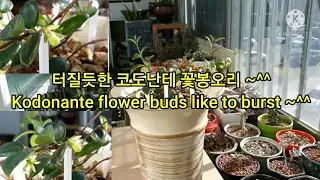 코도난테 꽃봉오리가 터질것만 같아요 ~^^ I think the Kodonante buds will burst ~^^