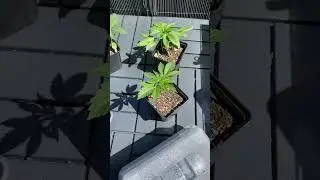 #Cannabis #Balkon #Outdoor #Grow #Reveg #Weed
