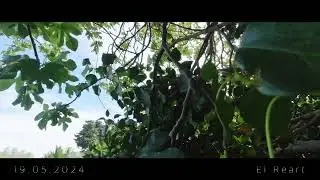 LIKE LEAVES, SWAYING IN THE WIND ...  / 風 に 揺 れ る 木 の 葉 の よ う に