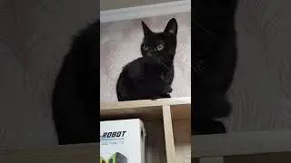 Присматривает кошечка ) #cat #котофейка #cats #кот #видосыоткота #оле7 #ластёна #котики