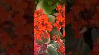 Amazing December flower! #decemberflower