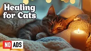 Healing Purring Cat Music with Rain Sounds (NO ADS) Cozy Piano Melodies for Kittens