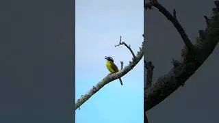 neinei /siriri / bem-te-vi-do-mato