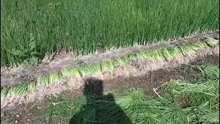 कांदा रोप विक्रीसाठी उपलब्ध आहे 