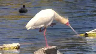 Paul's Africa Videos African Spoonbills