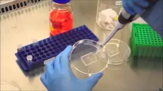 EZ bioChip