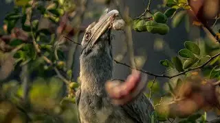 The Secret Bird Living Among Us | Indian Wildlife Conservation