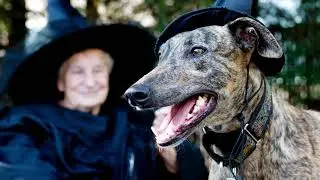 8 Calm Dog Breeds That Are Quiet and Totally Laid Back - DogsWised