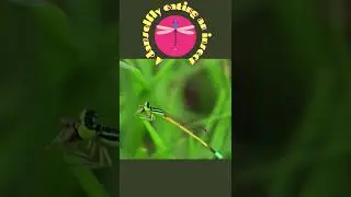 A Damselfly Eating an Insect 🐝😲
