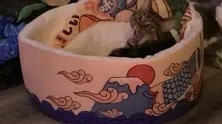 Cat Toy Review