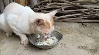 Cat Calling for Food &ndash; Cutest Meow Ever