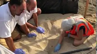 Obertura del niu de la tortuga de la platja de Sant Sim&oacute; de Matar&oacute;