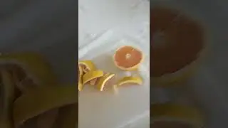 grapefruit dogs