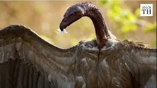 Alarming decline in India's vulture population