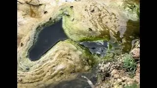 Hot spring bacterial mat with bubbles