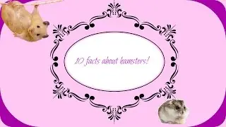 10 facts about hamsters