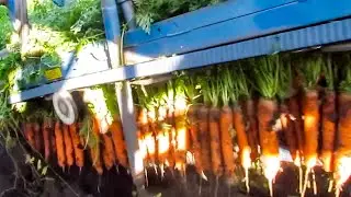 BASF Passion for carrots - Romance F1, perfect for mechanical harvesting!