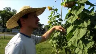 Ferndale Farm
